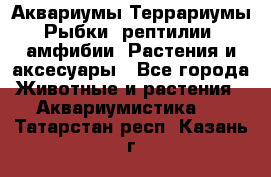 Аквариумы.Террариумы.Рыбки, рептилии, амфибии. Растения и аксесуары - Все города Животные и растения » Аквариумистика   . Татарстан респ.,Казань г.